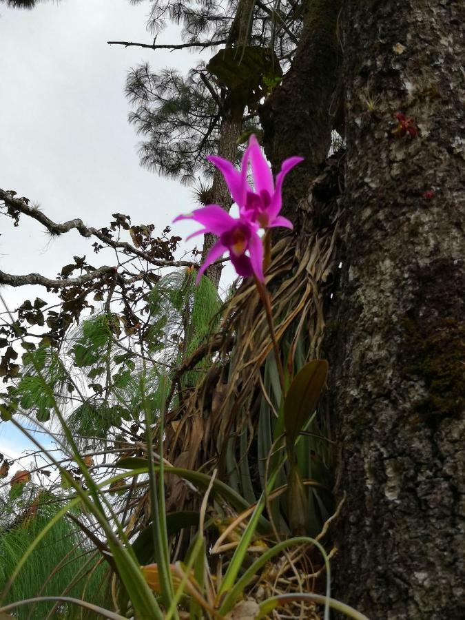 RENTA DE CABAÑAS, Centro Ecoturistico Rural Sustentable Labor San José San Cristóbal de Las Casas Esterno foto